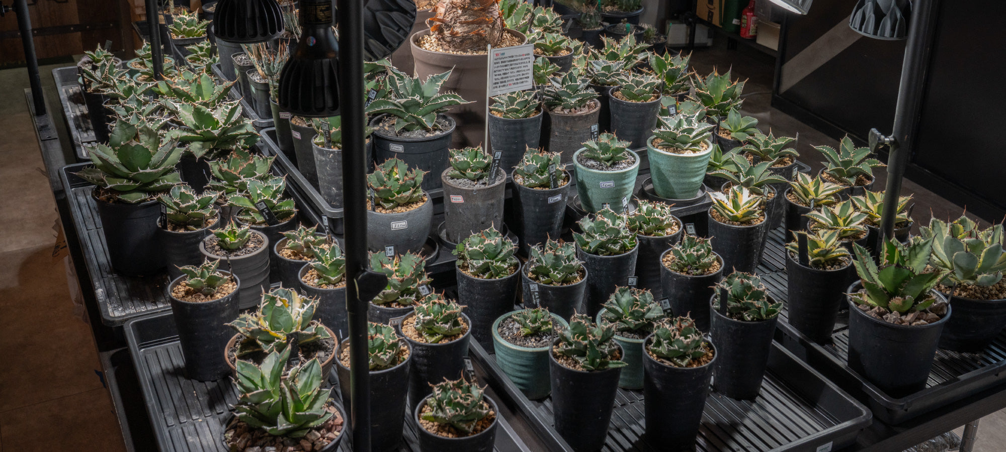 全商品一覧 – WON PLANTS