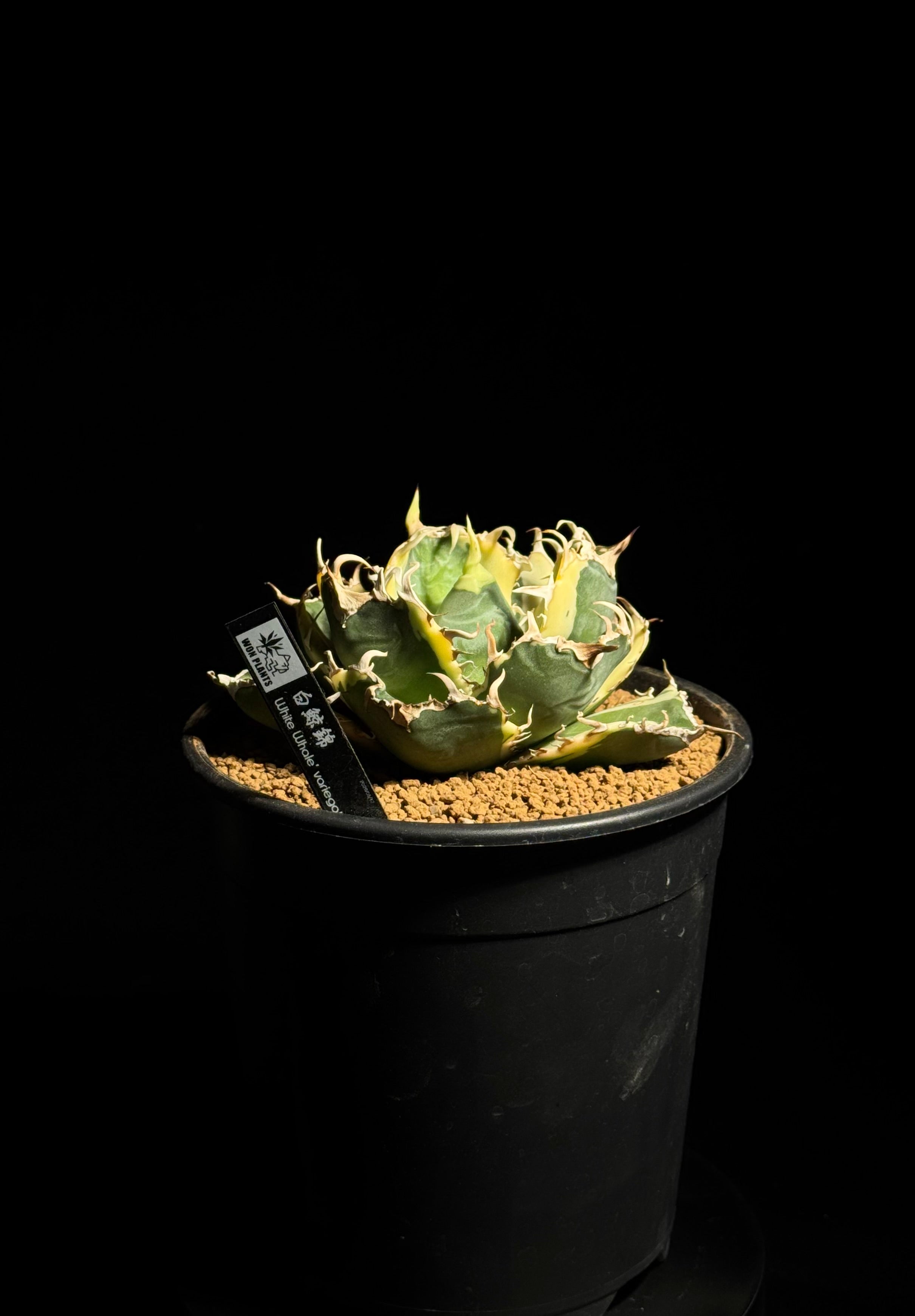 白鯨錦 – WON PLANTS