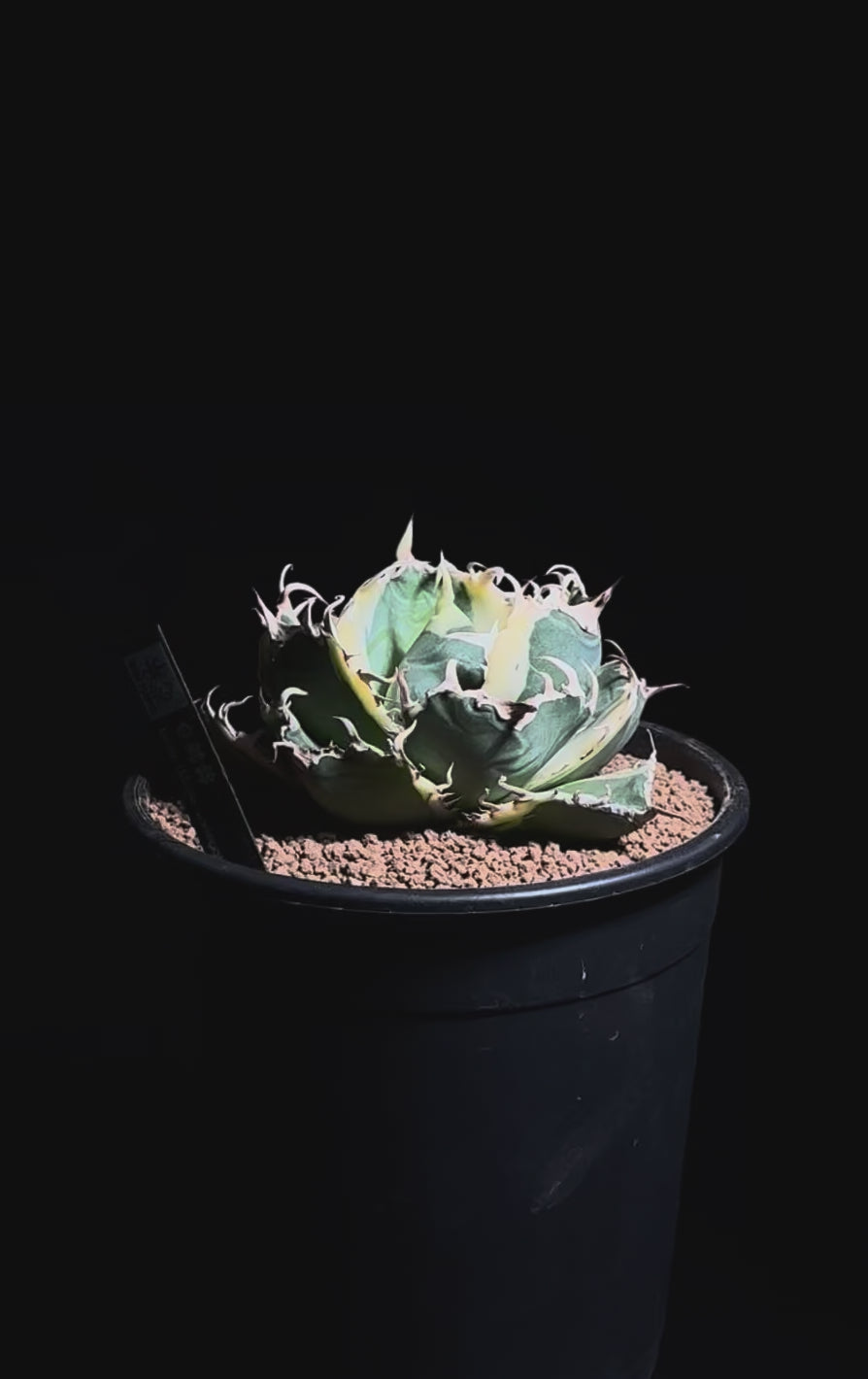 白鯨錦 白鯨錦 – WON PLANTS