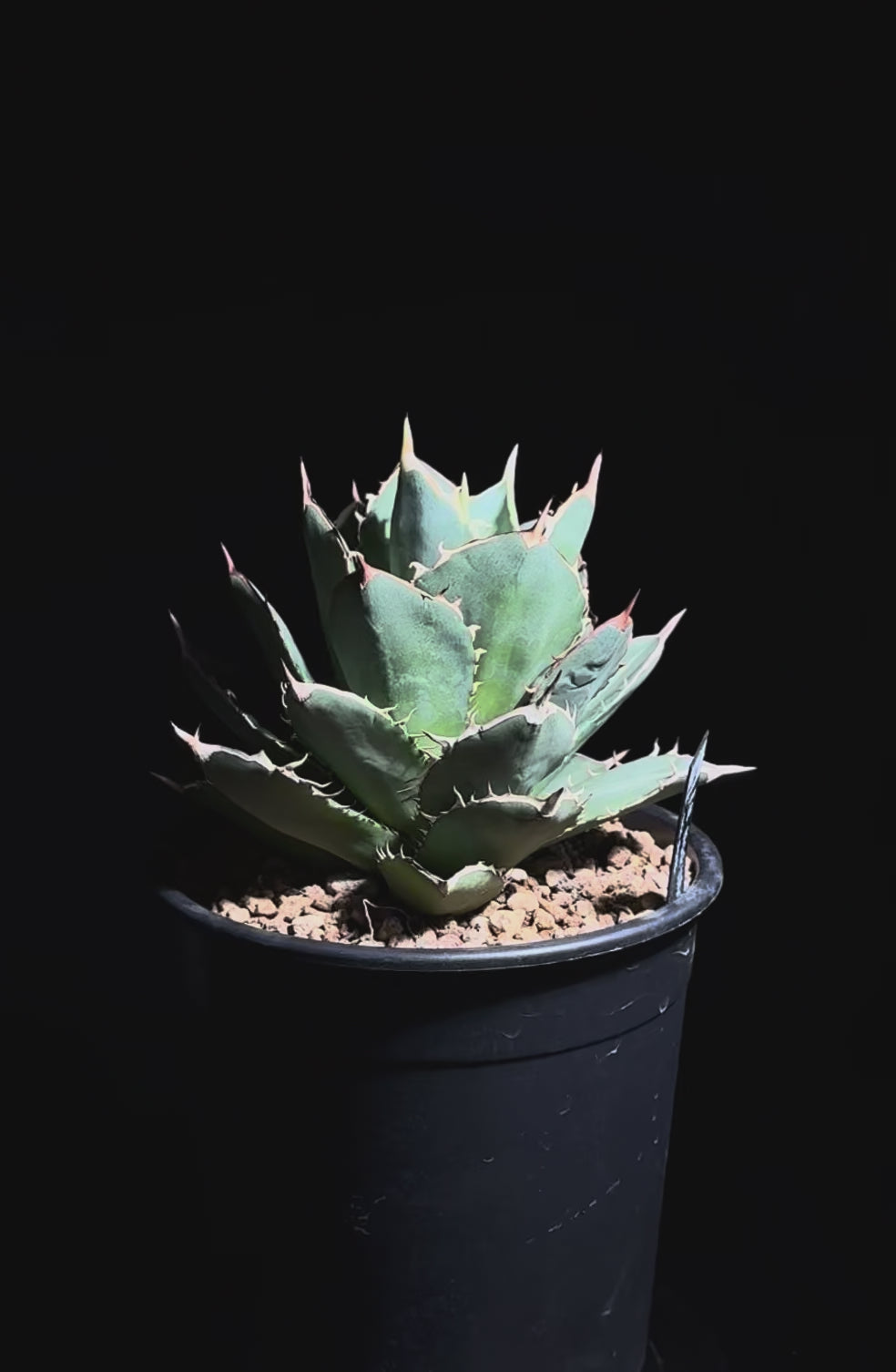 アガベ 黒鯨12個セット 黒鯨 – WON PLANTS