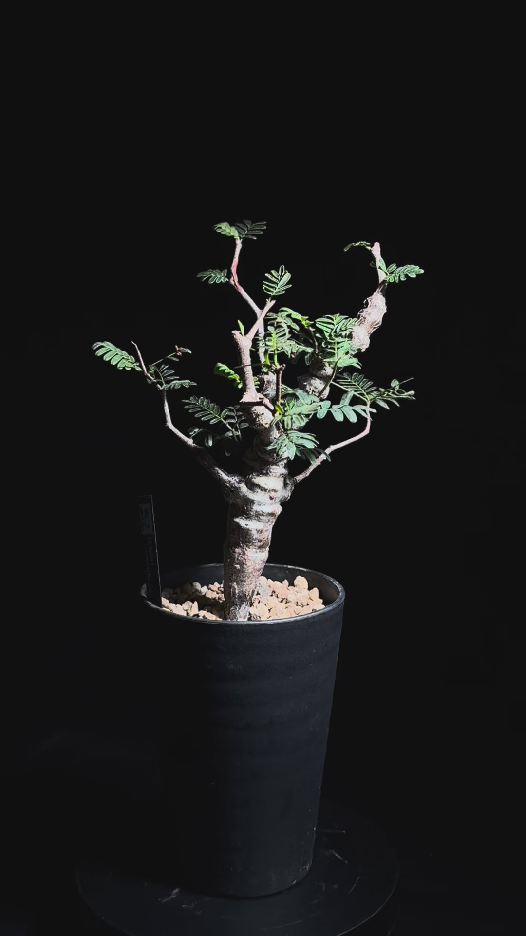 【良形】センナメリディオナリス センナメリディオナリス – WON PLANTS