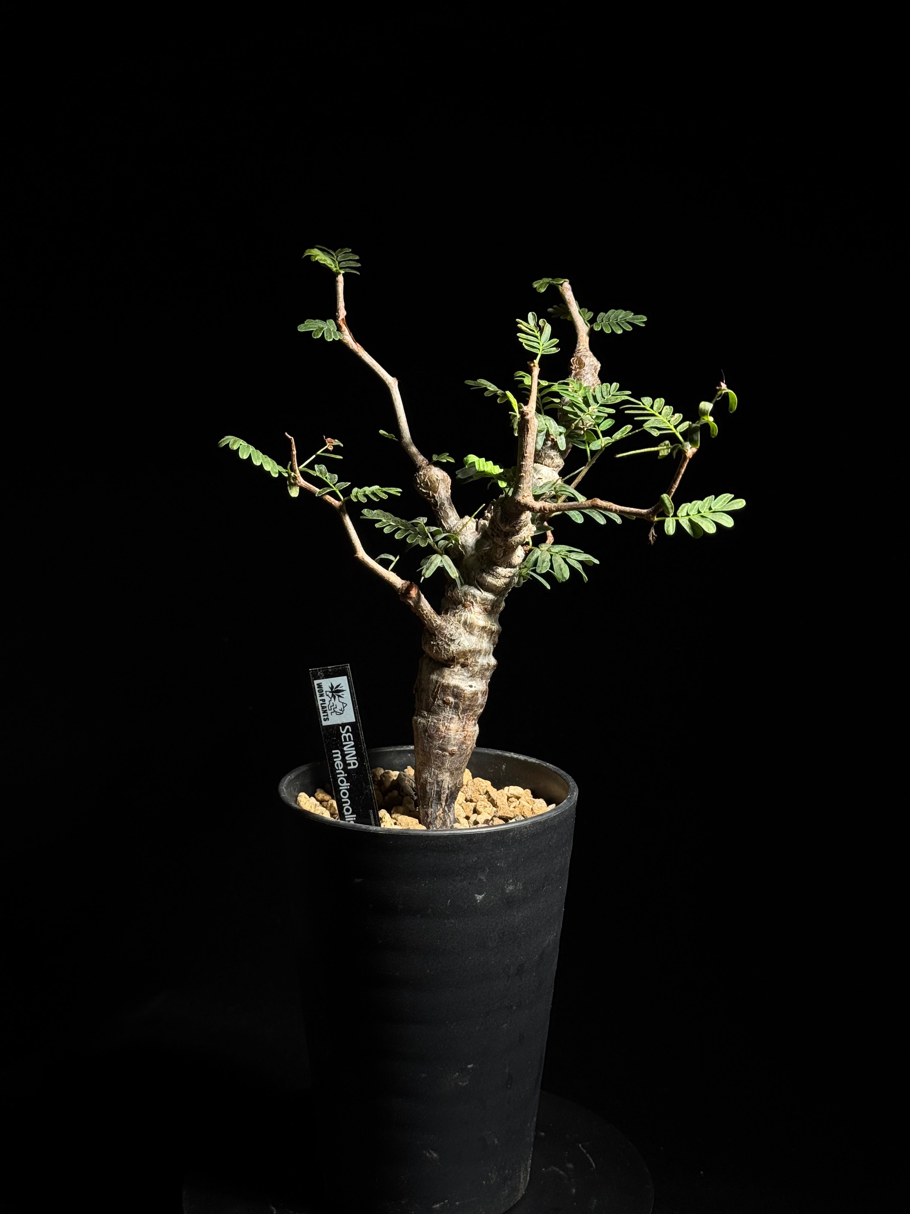 センナメリディオナリス – WON PLANTS