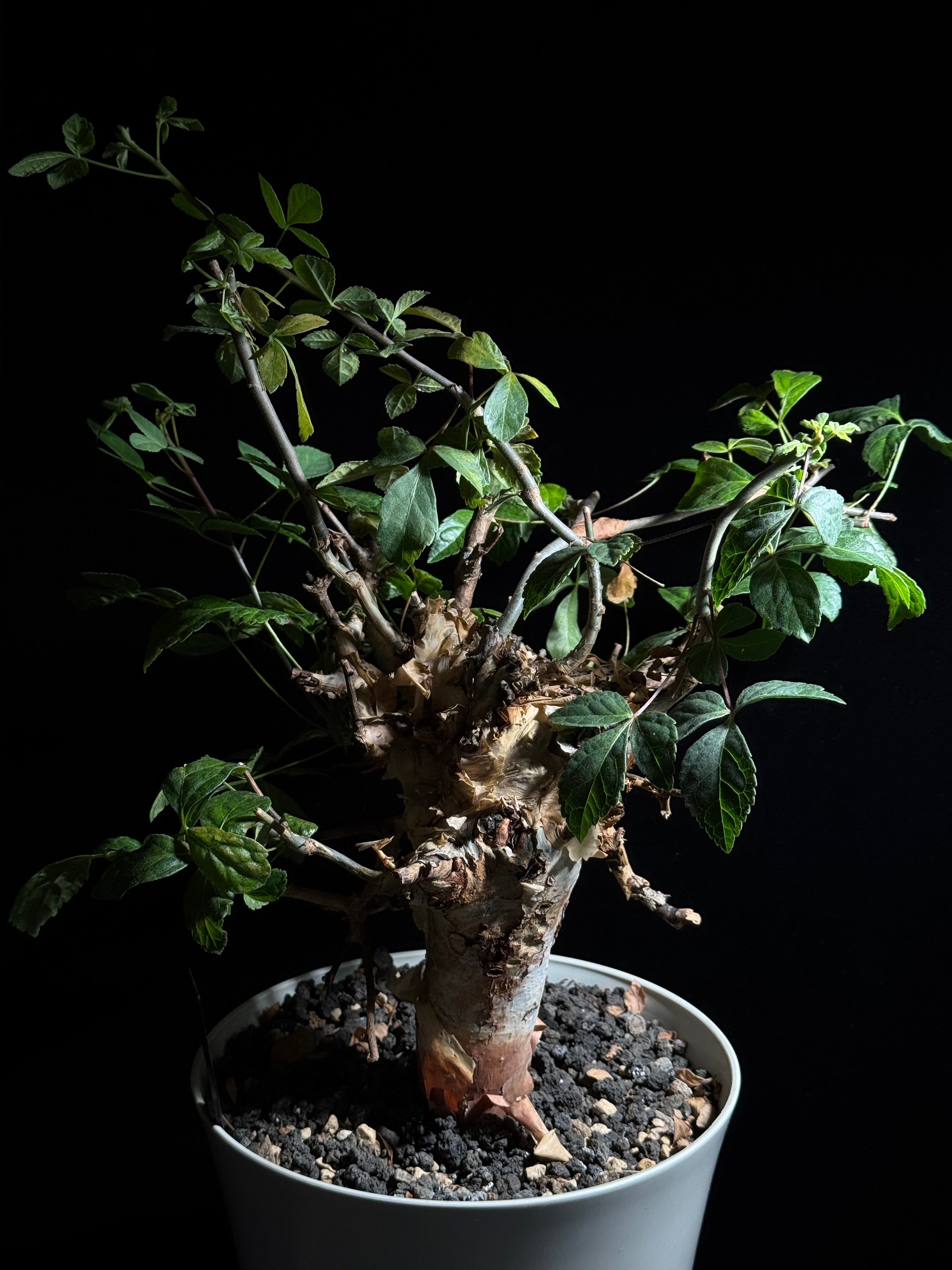 ホルトジアーナ Commiphora Holtziana – WON PLANTS