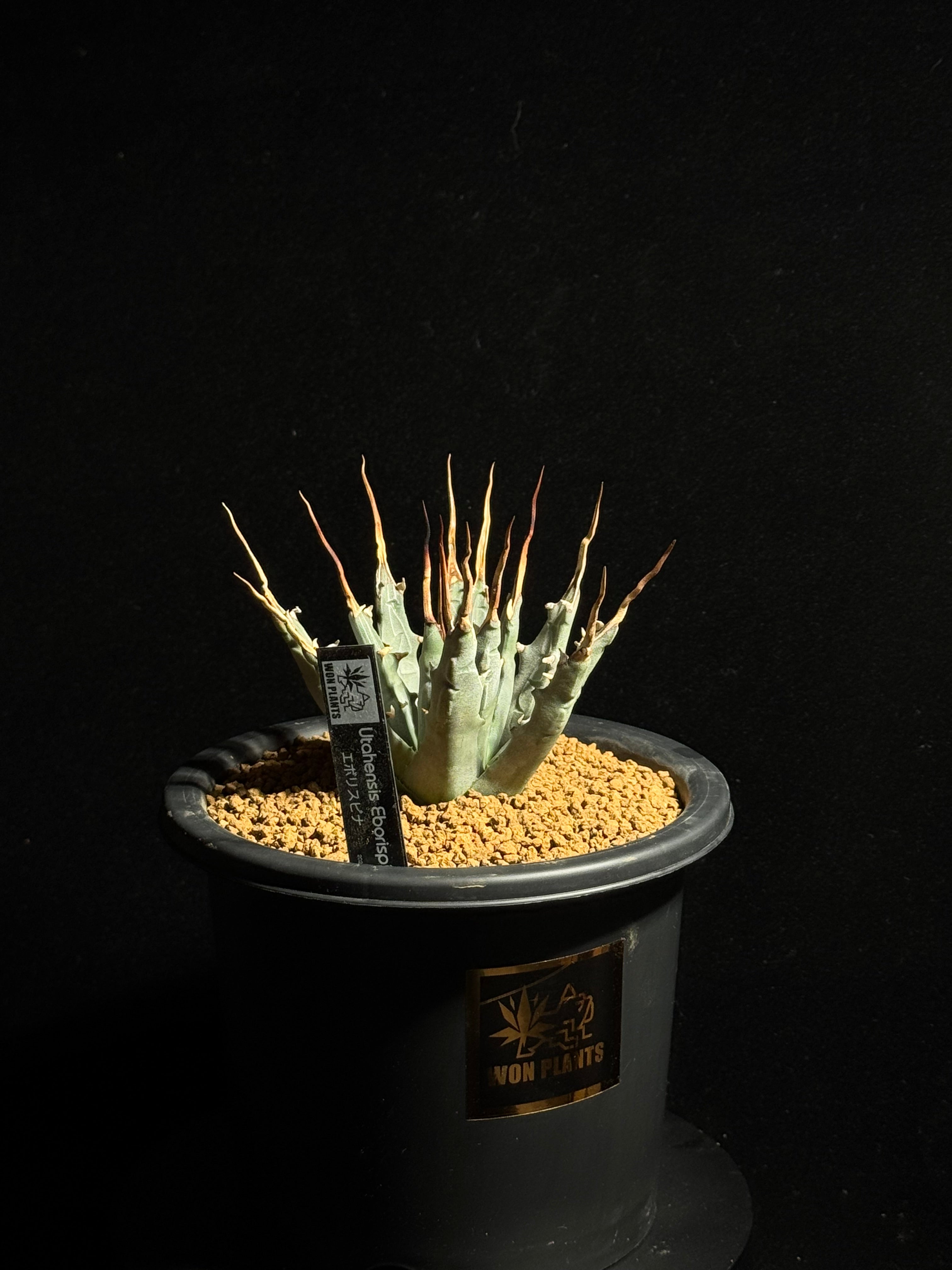 エボリスピナ Utahensis Eborispina – WON PLANTS