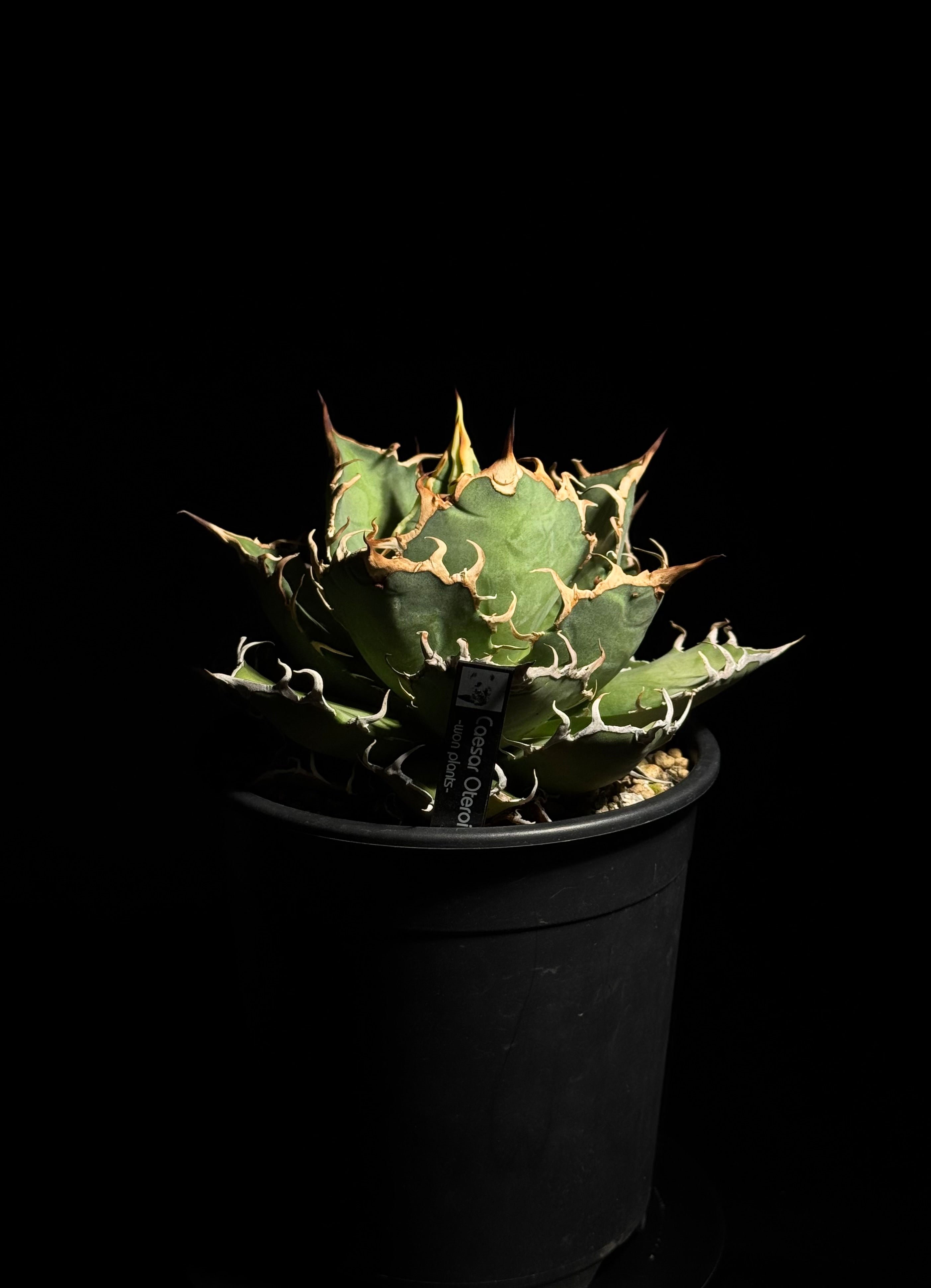 アガベ シーザー　中株 シーザー Caesar 中株 – WON PLANTS
