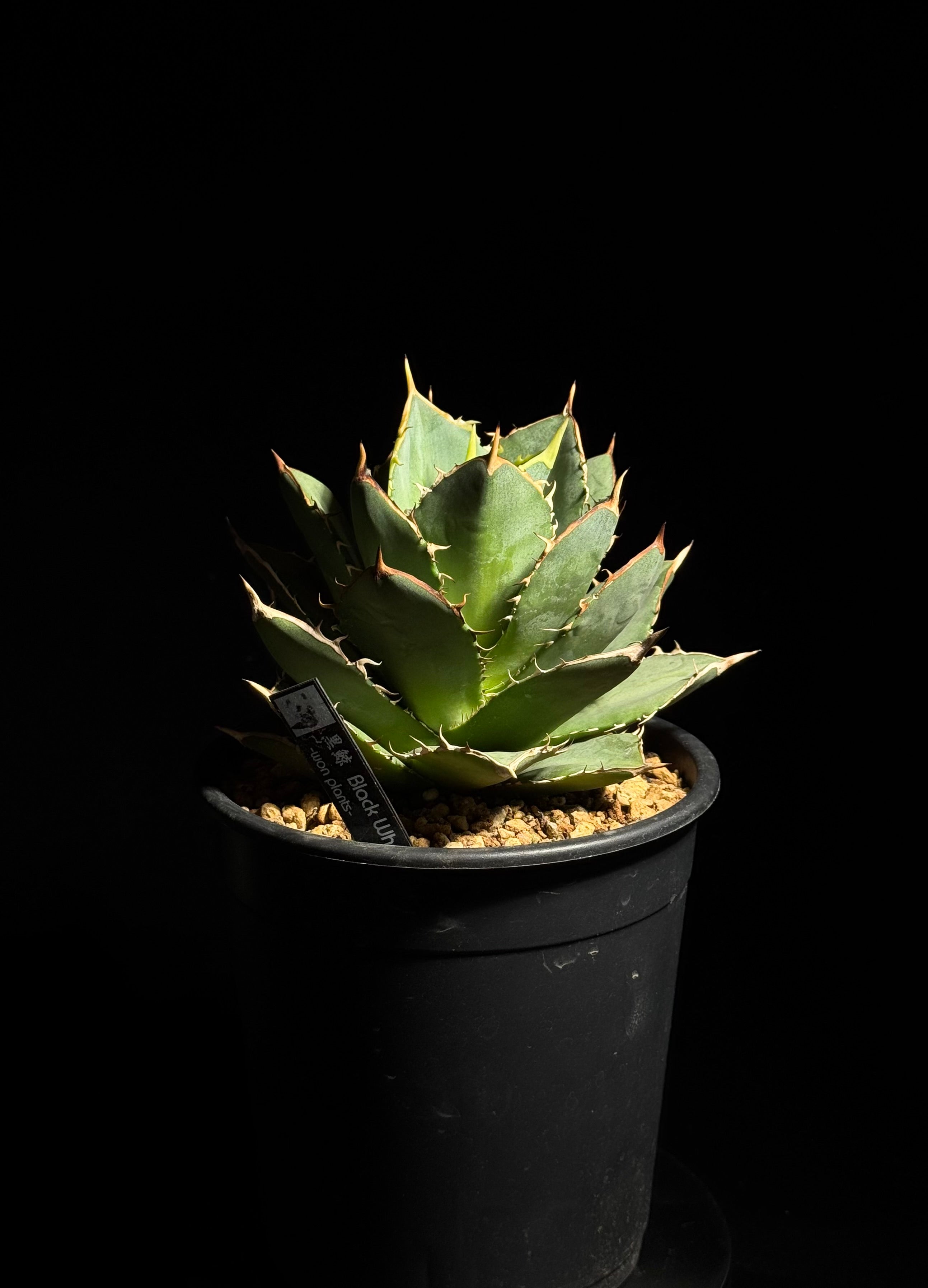 アガベ 黒鯨12個セット 黒鯨 – WON PLANTS