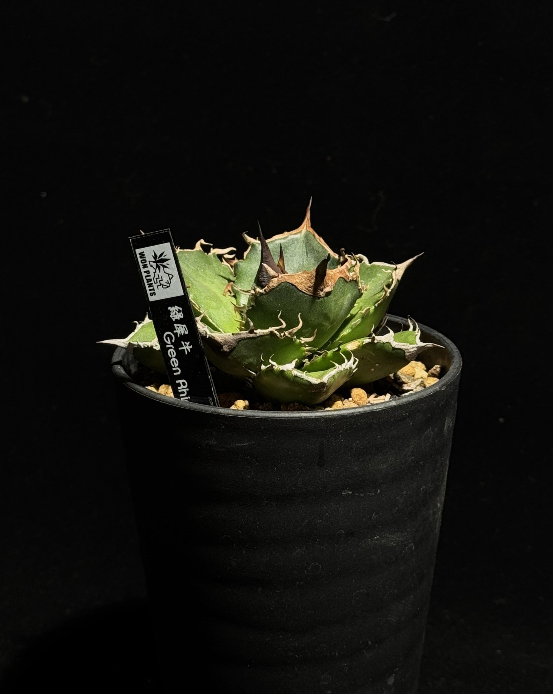 緑犀牛 – WON PLANTS