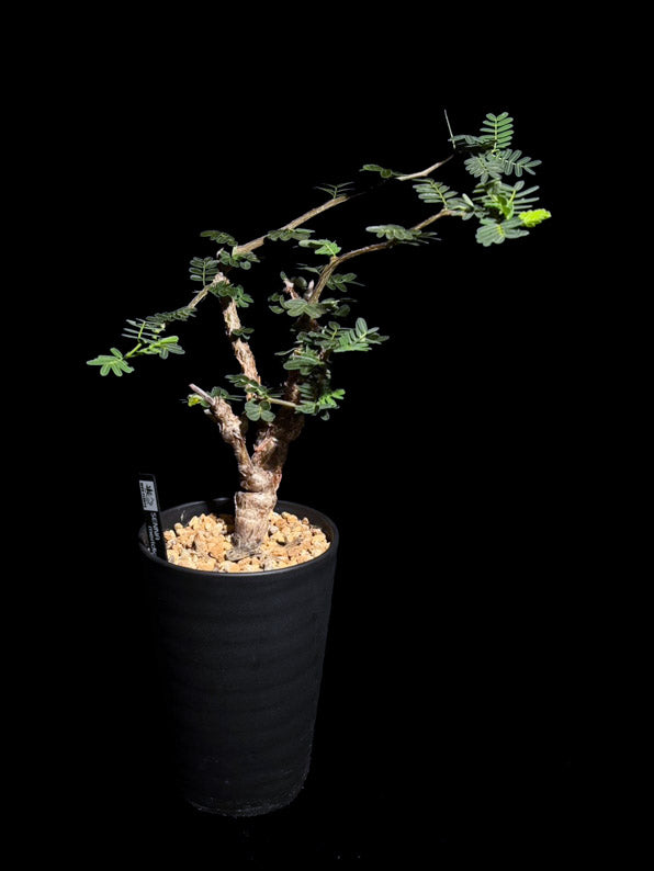 センナメリディオナリス – WON PLANTS