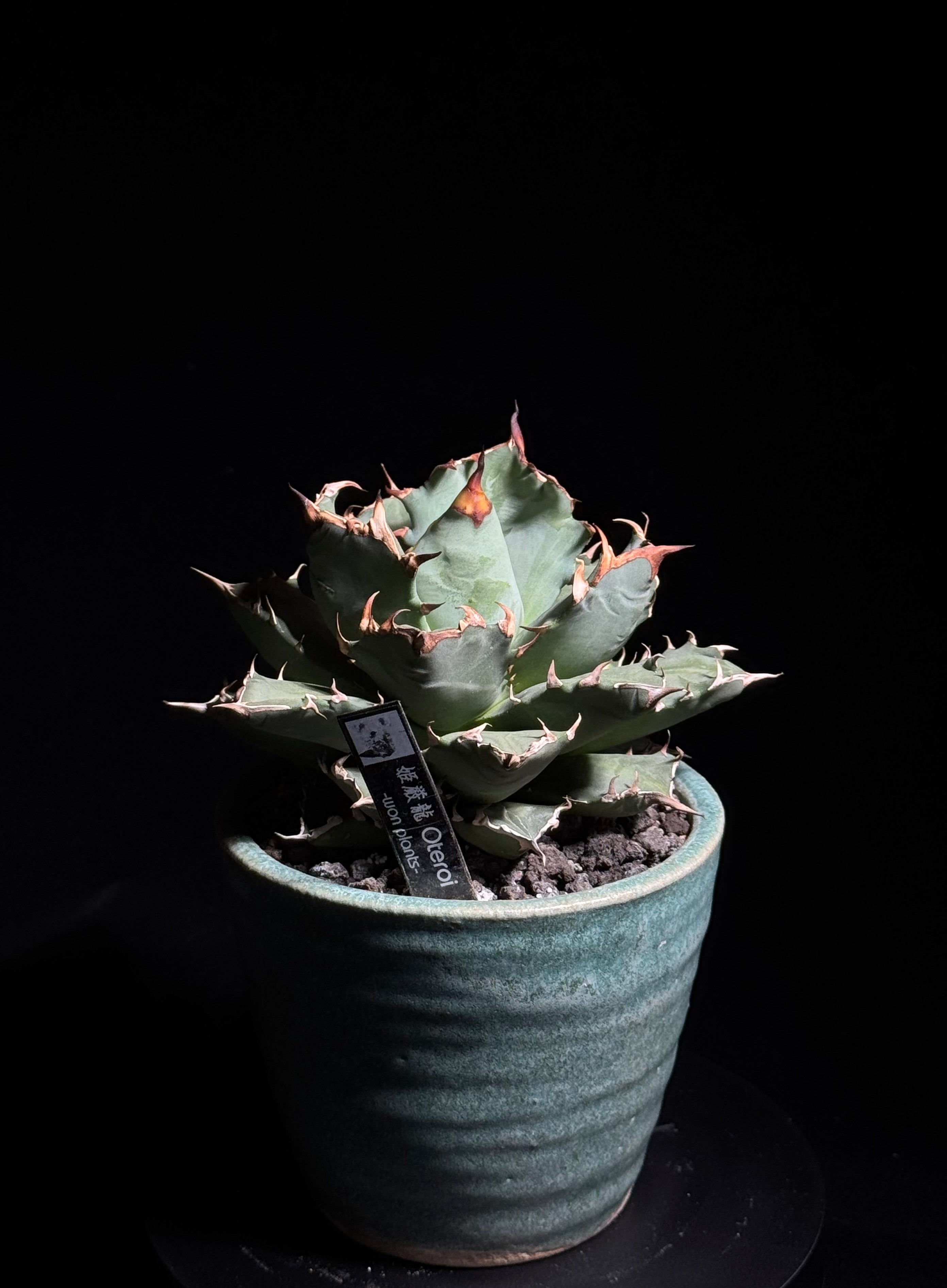 姫厳竜 – WON PLANTS