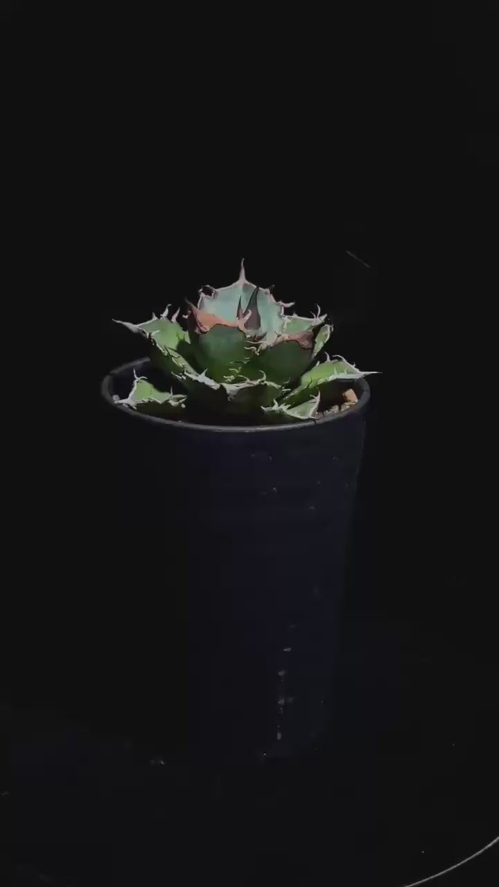 緑犀牛