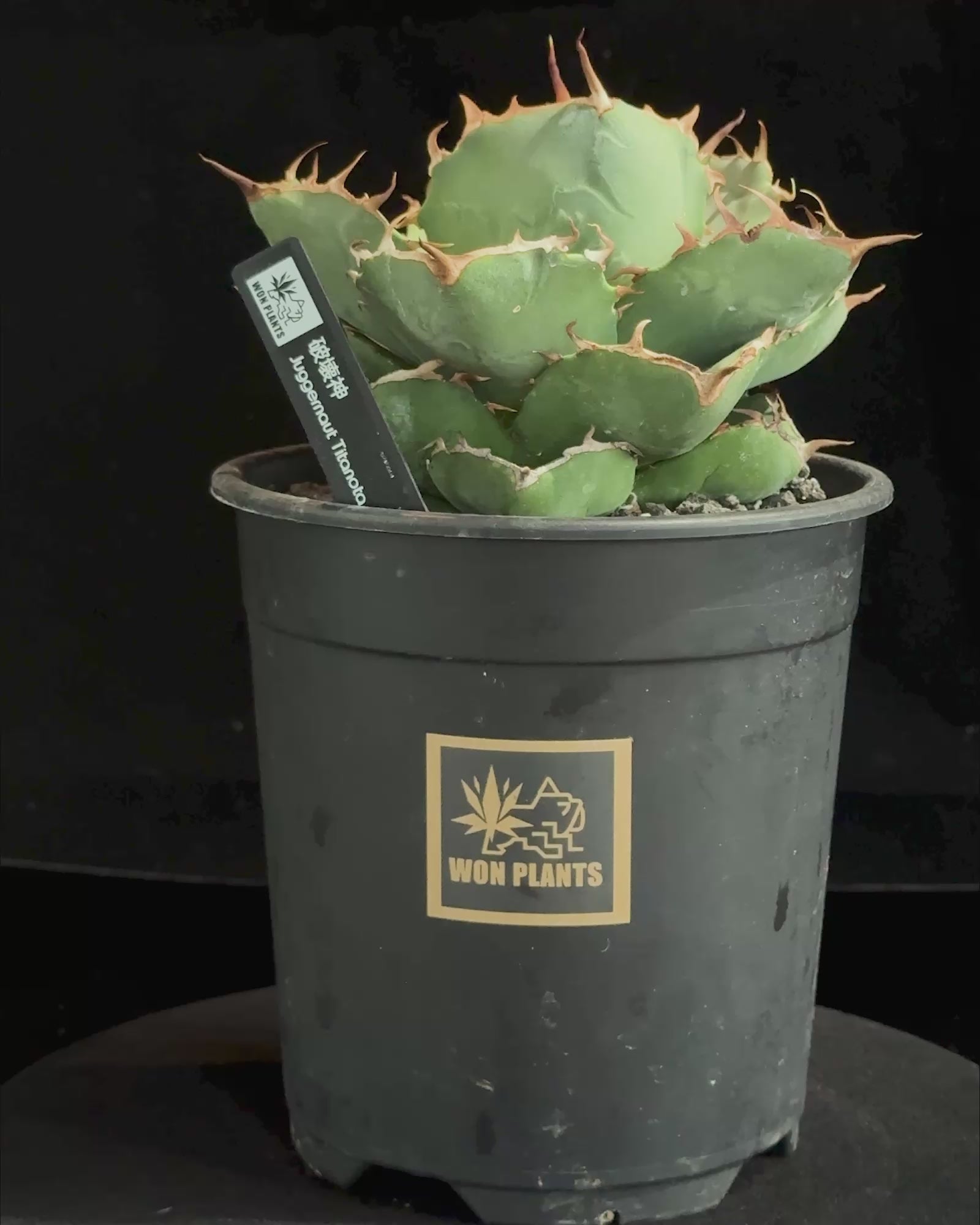 ジャガーノート 破壊神 – WON PLANTS