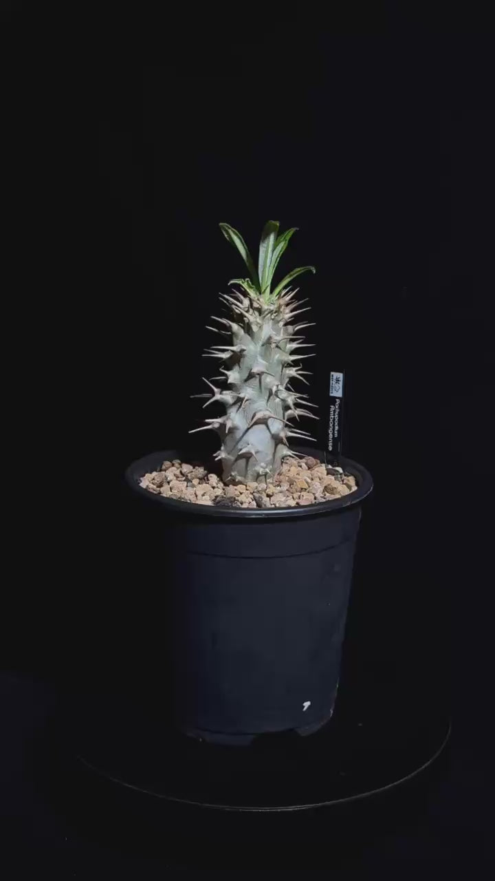 パキポディウム – WON PLANTS