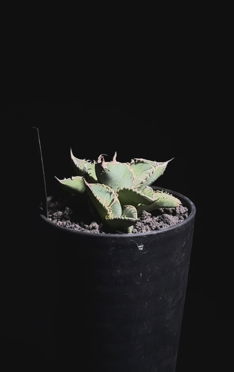 白毫刺