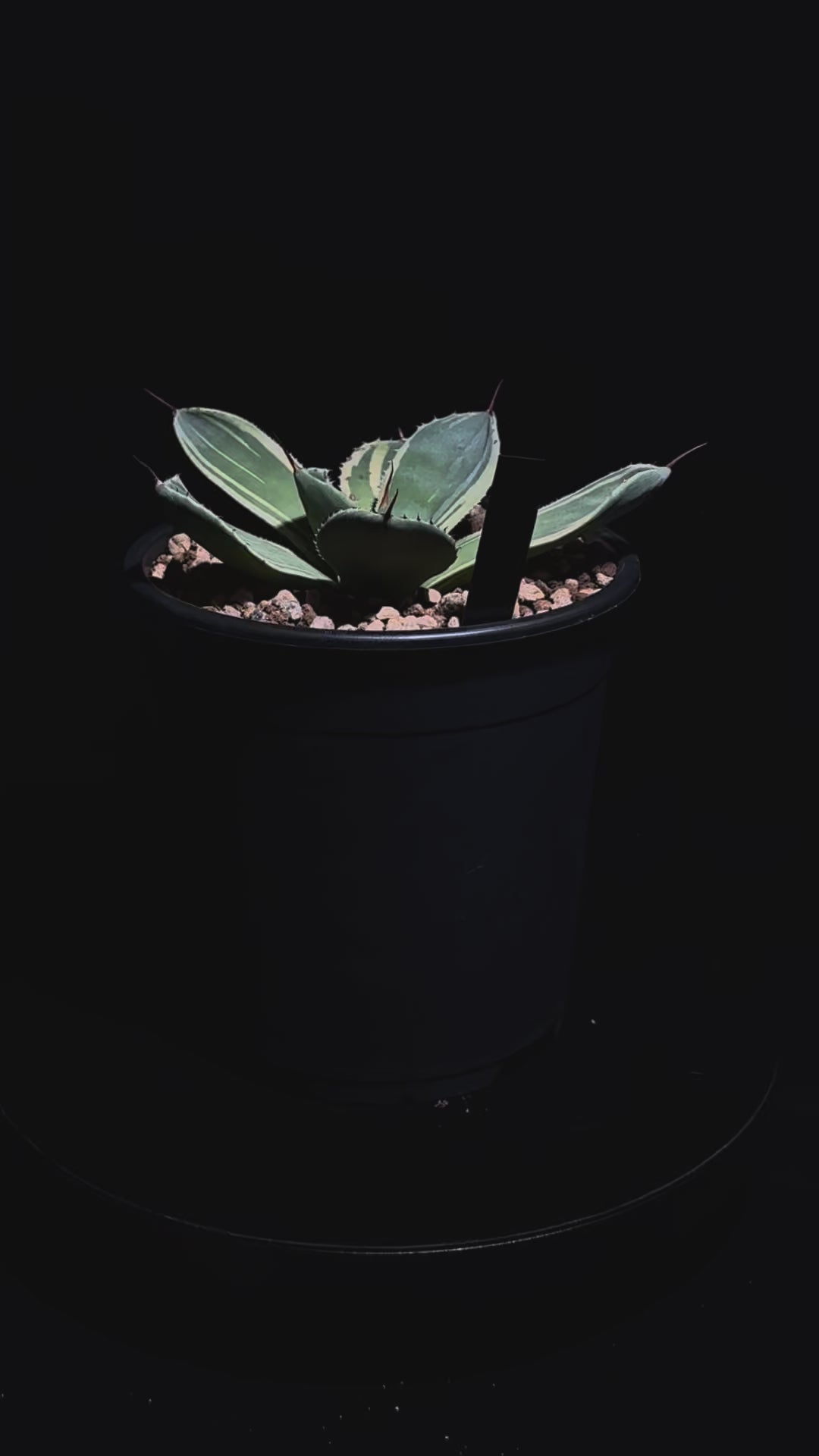 ライムストリーク Parryi truncata Lime Streak