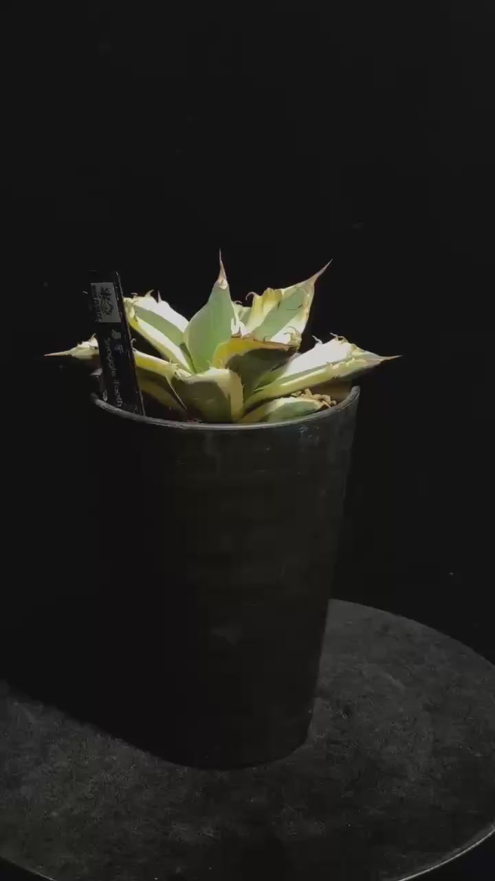 スナグルトゥース　