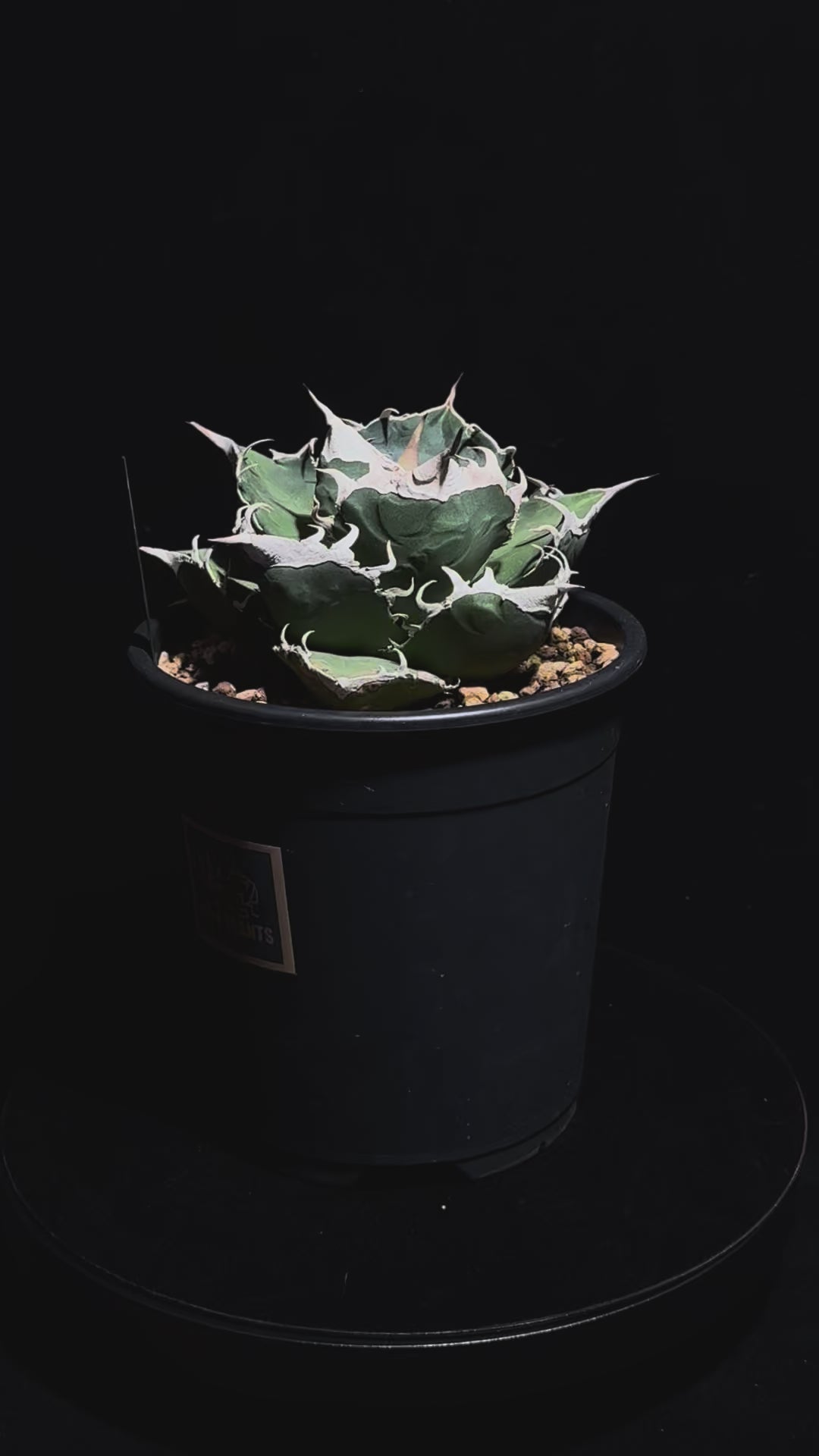 SAD 南アフリカダイヤモンド 中株 – WON PLANTS