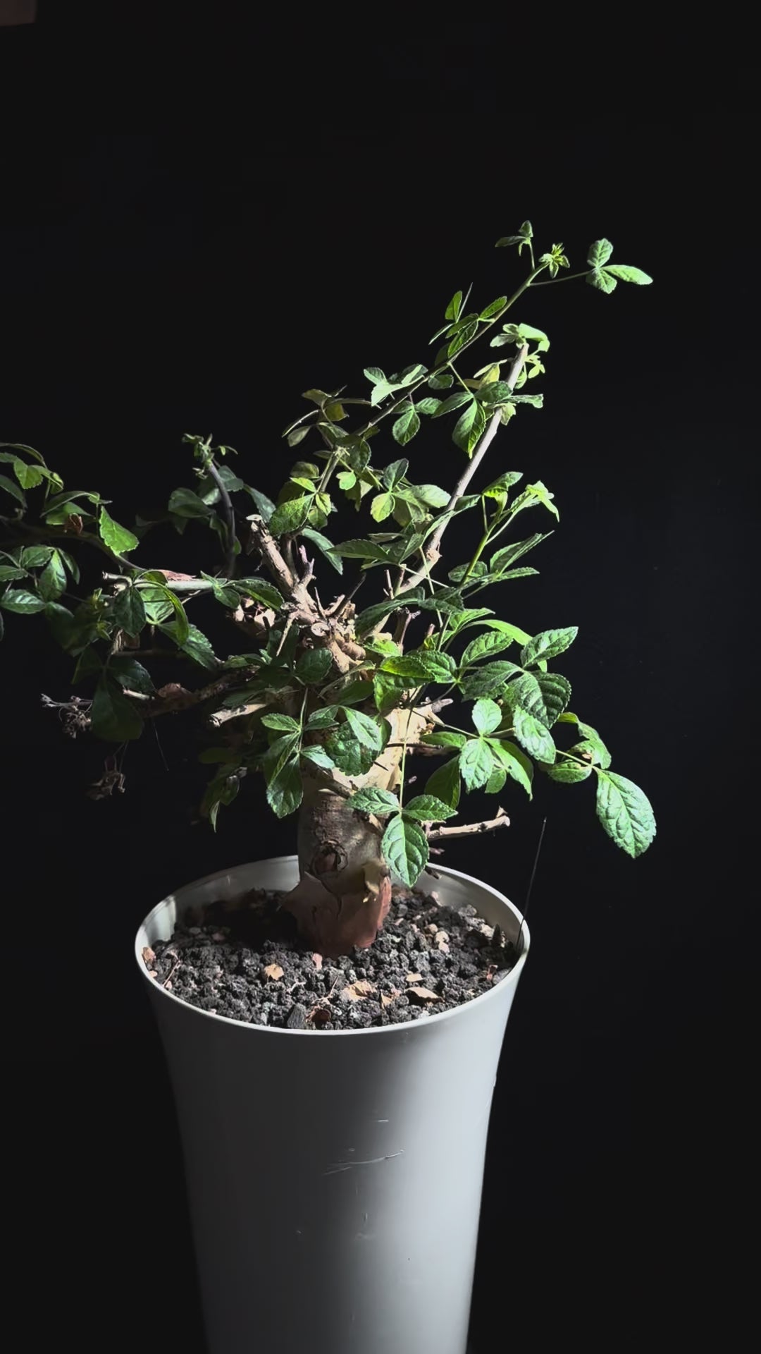 ホルトジアーナ　Commiphora Holtziana