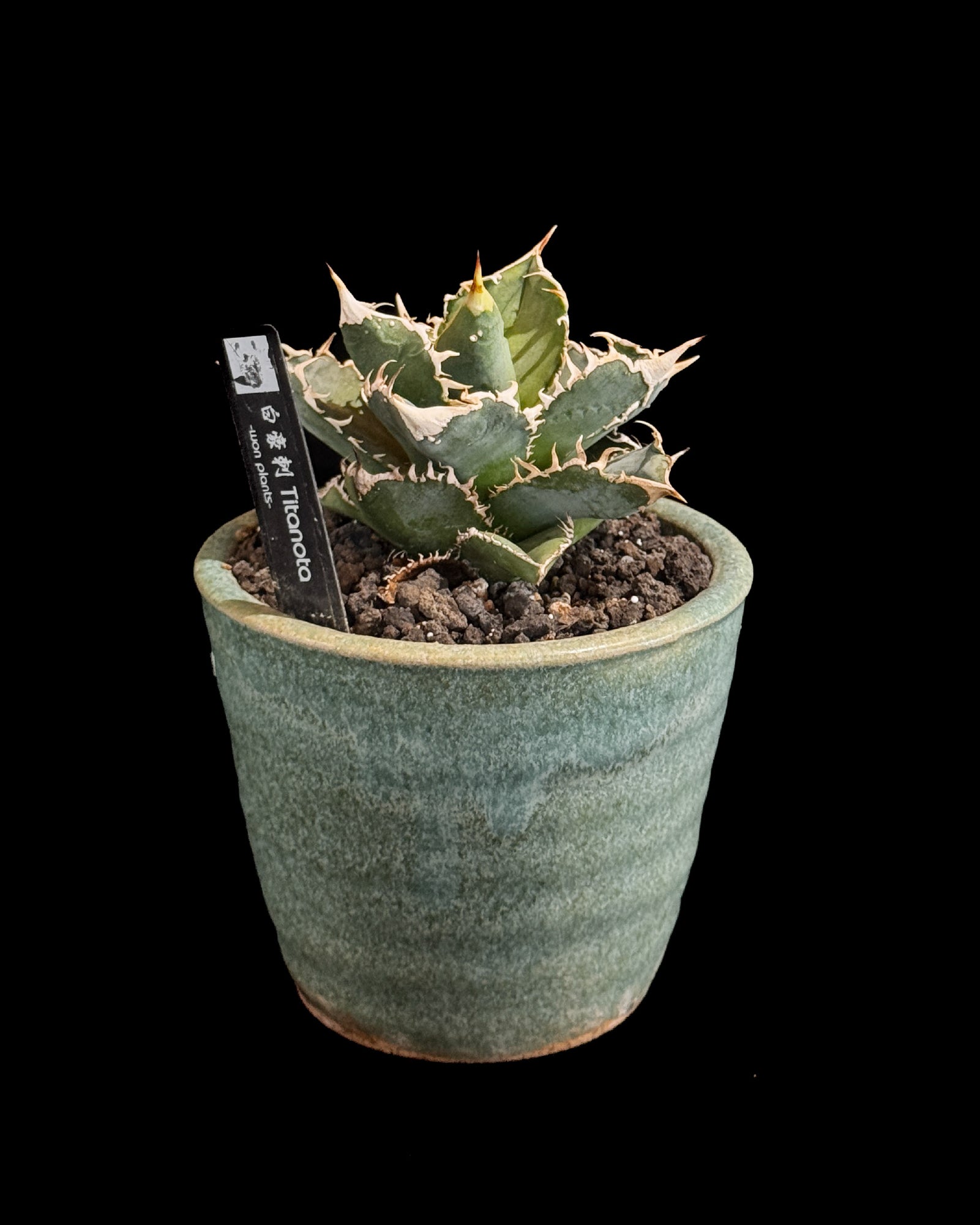 白毫刺 – WON PLANTS